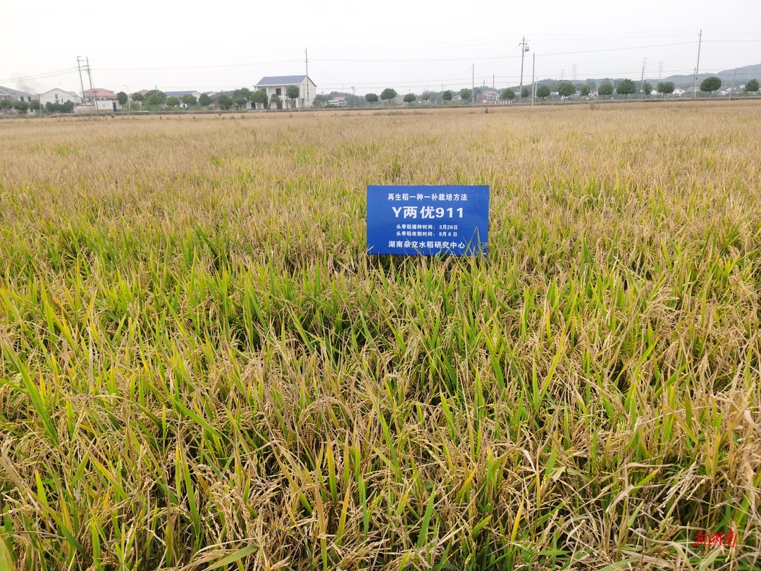 亩产486.5公斤，增产15.6%！新方法育成的再生稻增产又增效