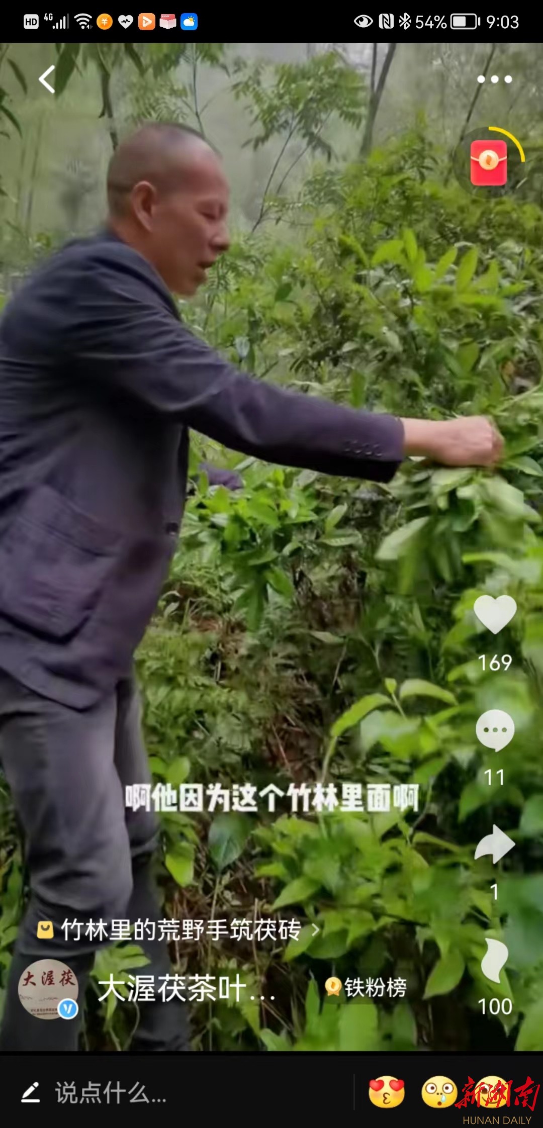 黄义文在竹林里采摘荒野茶。