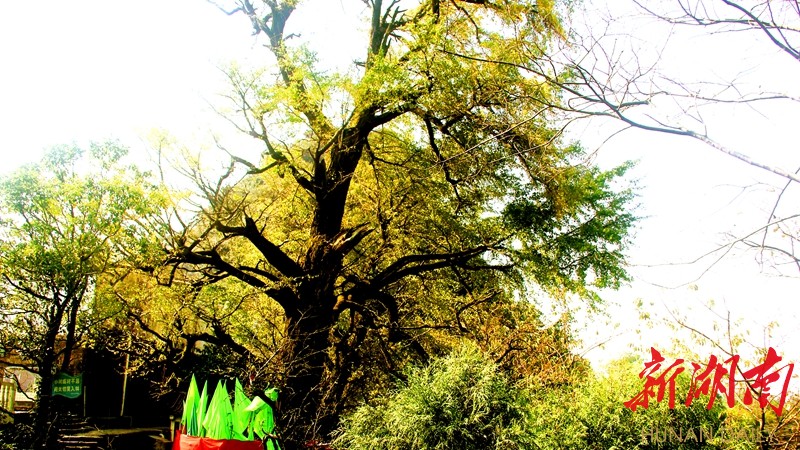 散文丨天桥山上的古树