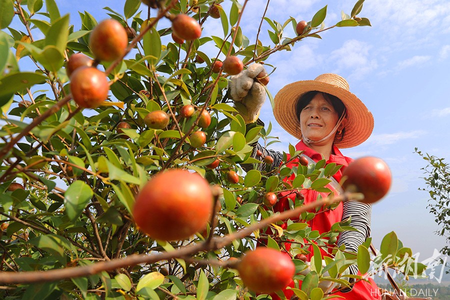 硕果累累 油茶飘香-新湖南