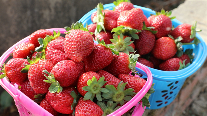 民生|道县：头茬草莓成熟上市 尝“鲜”正当时