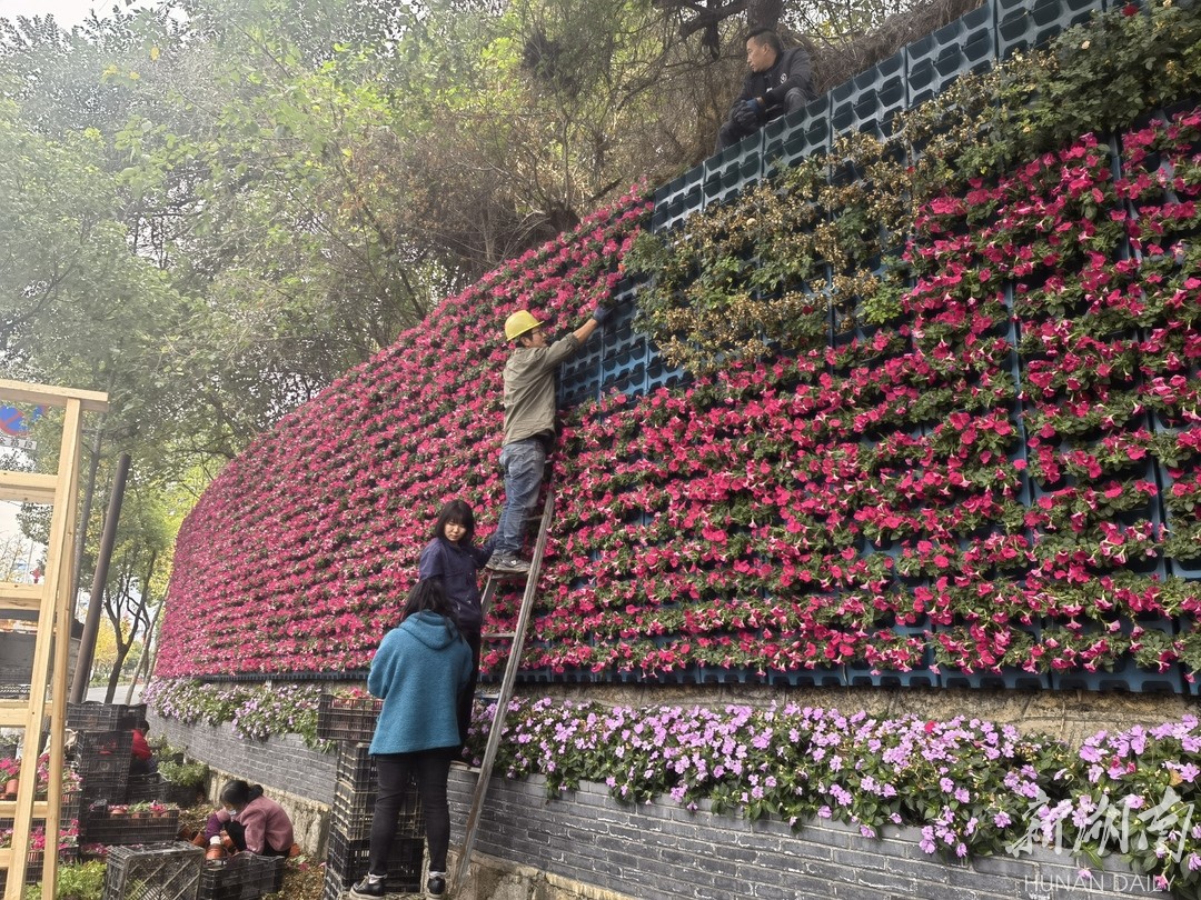 喜迎旅发大会，绿植花卉满街头，张家界市城区迎来“视觉盛宴”！