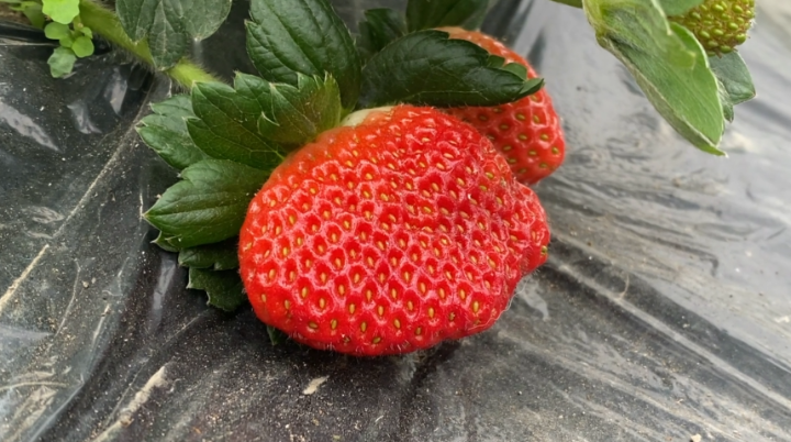 江华：草莓“抢鲜”上市  市民乐享“莓”好时光