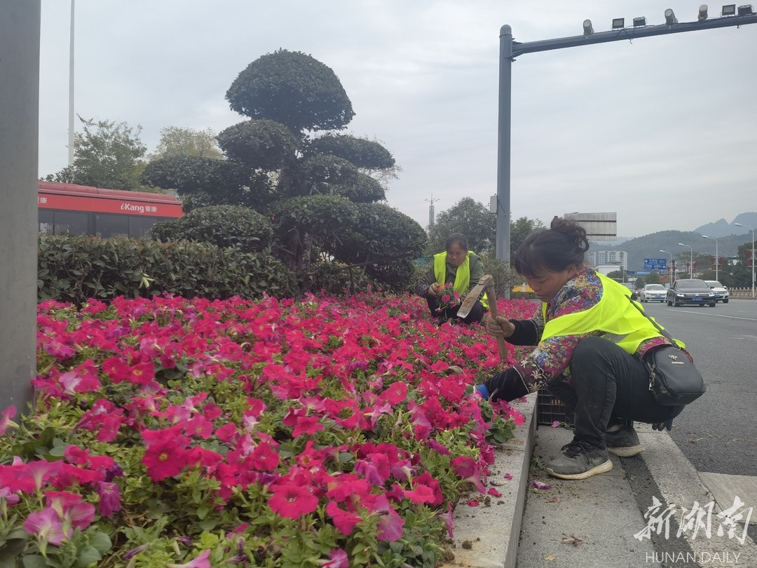 喜迎旅发大会，绿植花卉满街头，张家界市城区迎来“视觉盛宴”！