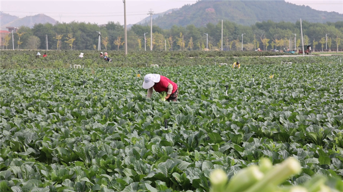 民生|道县：蔬菜抗旱保收保供保出口