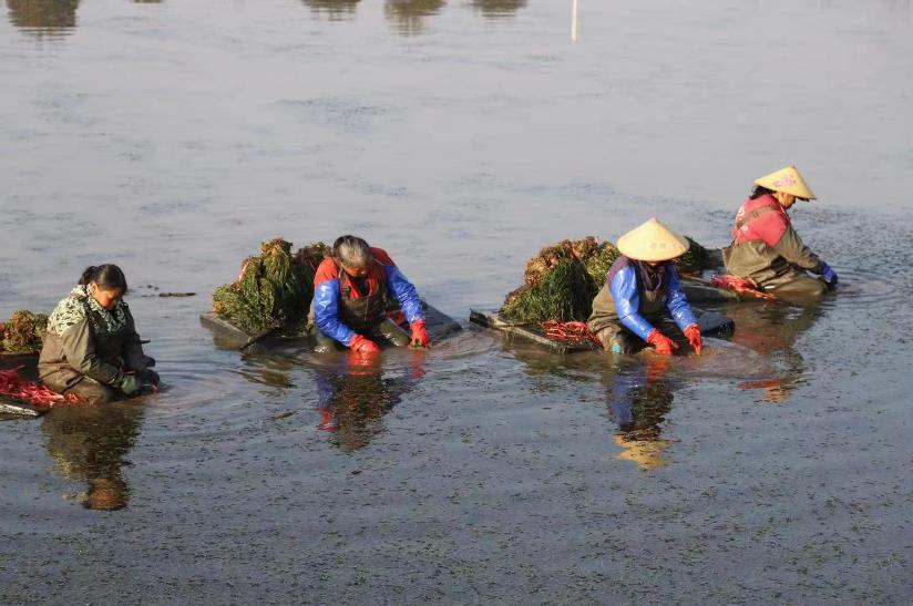 大通湖生态投资发展有限公司组织农户收割水草。徐钢 摄