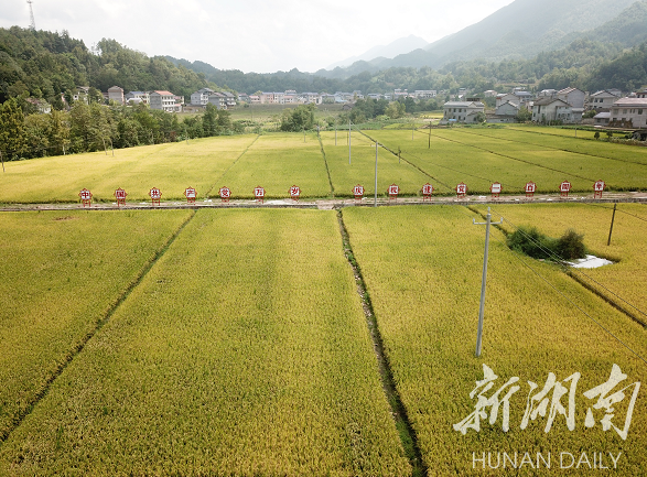 美文欣赏丨东旺坪的米