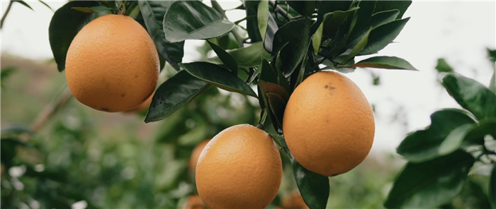 民生|道县：着力打造“道州脐橙”品牌效应 助农增收