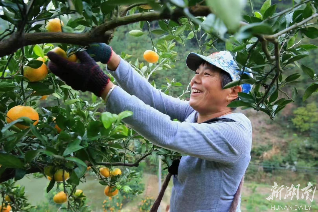 1.8万亩甜橘变成慈利县杨柳铺乡村民的“金果果”