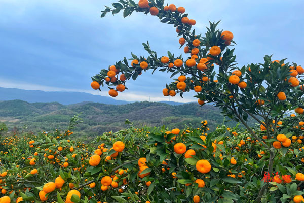 郴州临武：图集|满山橘林好个冬