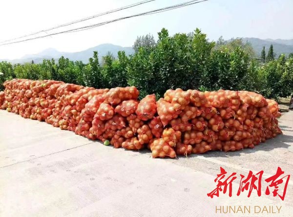 洪江区岩门村：柚子果脯助力产业兴旺、人居环境改善