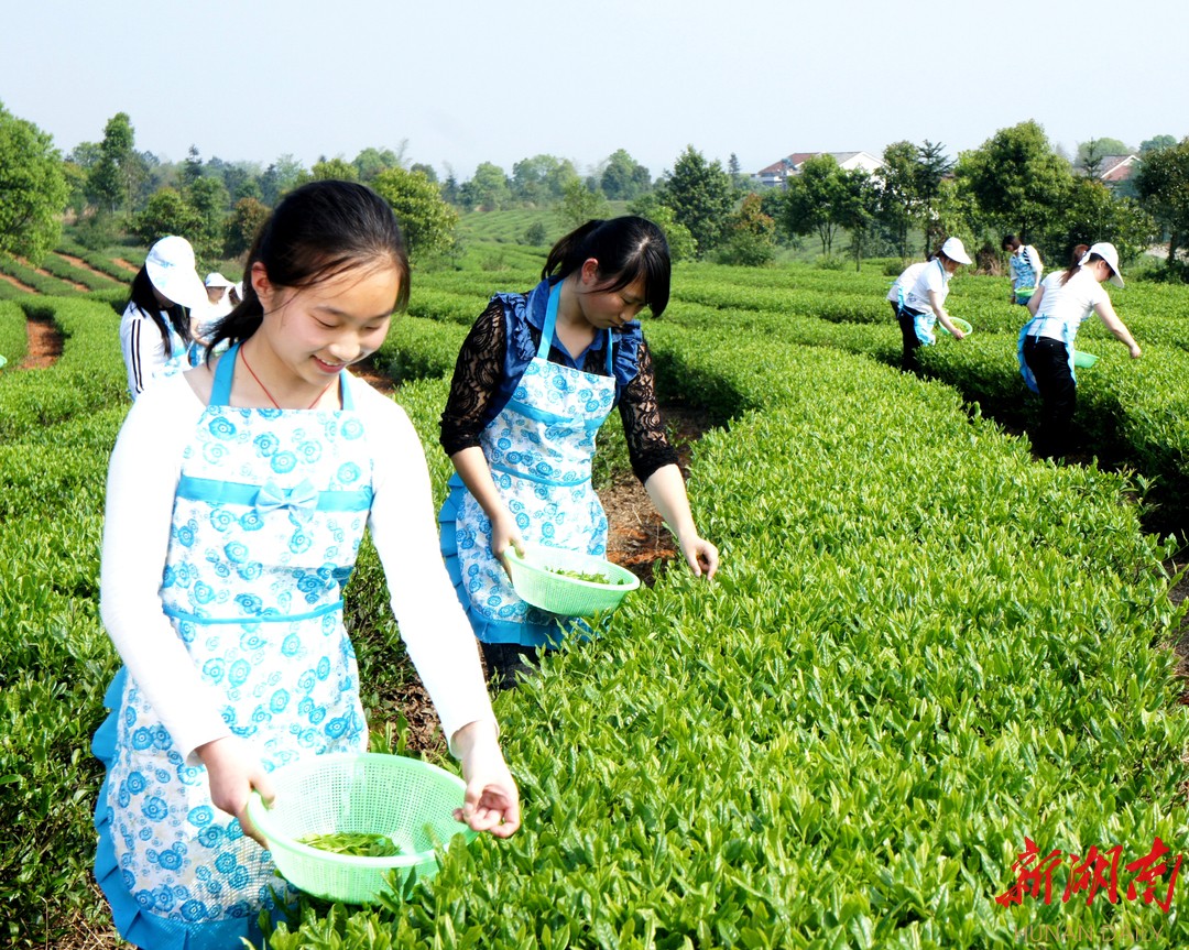 “中国传统制茶技艺及其相关习俗”申遗成功，黄茶制作技艺（君山银针茶制作技艺）为其中唯一黄茶代表