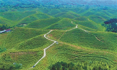 更好守护青山绿水，两个新机构挂牌成立