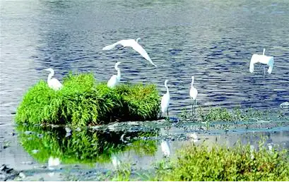 长沙市多措并举落实水生生物资源保护 重点水域水生生物多样性持续向好