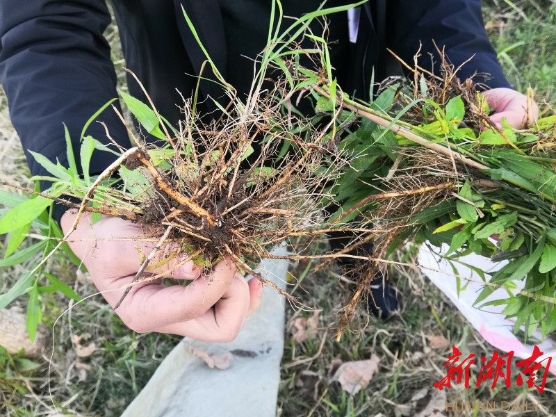 园林工人展示加拿大一枝黄花根系。谢专 摄