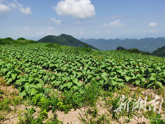 美文欣赏丨青龙礼赞