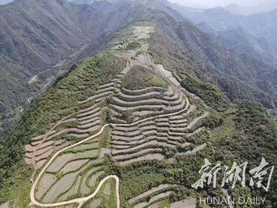 美文欣赏丨青龙礼赞