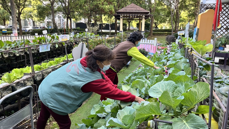上海一小区居民利用空瓶种菜，品种真多！还有“老法师”指点