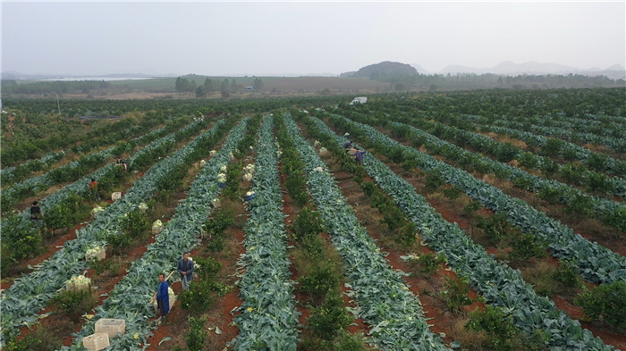 民生|道县：果蔬套种 “以短养长” 一地双收“钱”景好