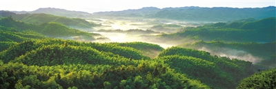 中国竹业标准化高质量发展眉山宣言发布