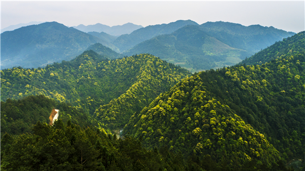 湖南油茶何以向千亿级产业迈进？