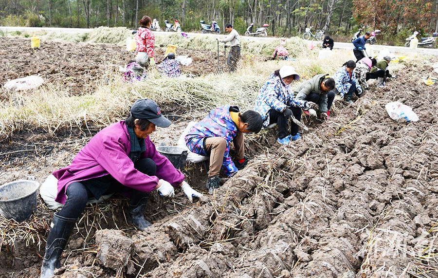 荸荠丰收  农民增收