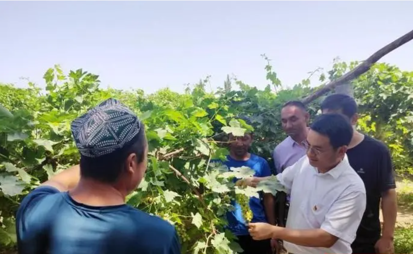 湖南开展农业援疆，提升吐鲁番葡萄种植机械化率