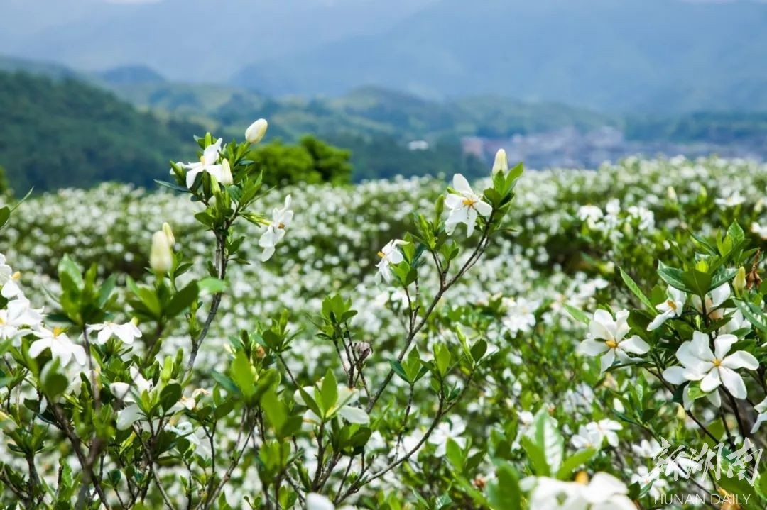 水映屈原风光好 智汇农业景象新 - 资讯 - 新湖南