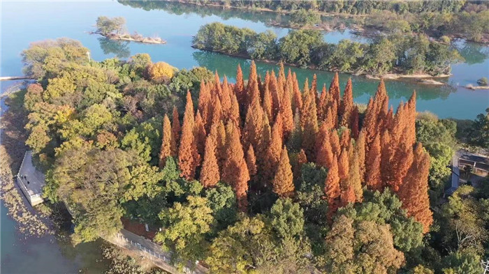 民生|道县：冬日杉树着“红装” 层林尽染美如画