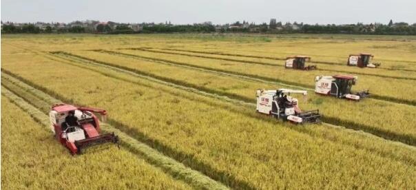 去年9月21日，南县武圣宫镇百联村，村民驾驶收割机收获中稻。周旸 摄