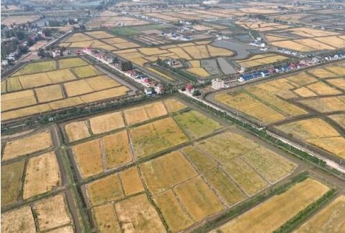 南县高标准农田建设成效明显。王征洋 摄