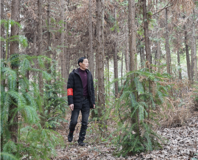 沅江市龙虎山国有林场护林员王伏龄在巡林。 沅江市龙虎山国有林场护林员王伏龄在巡林。