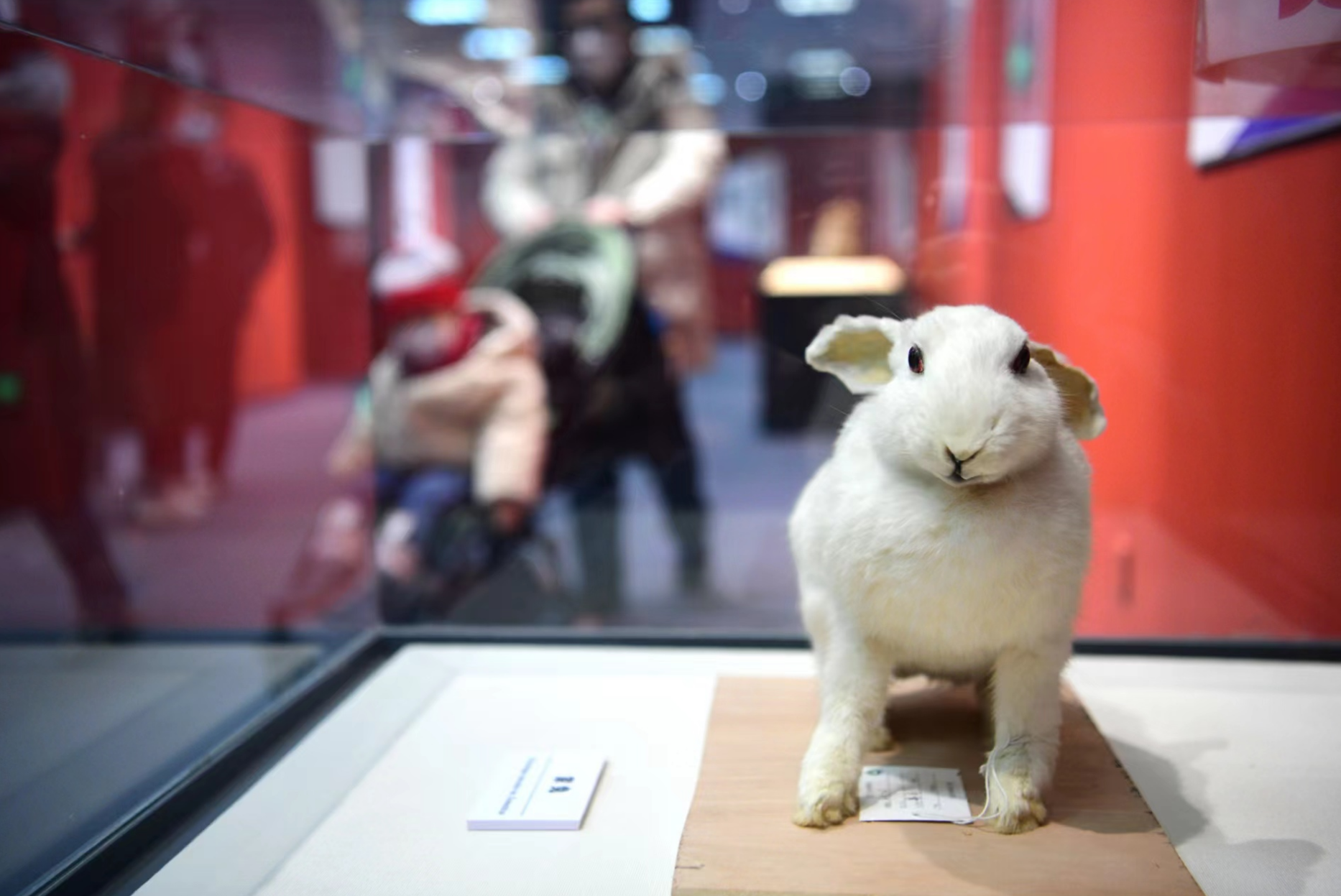 北京自然博物馆今天开“兔展”！有只“兔”是大象近亲