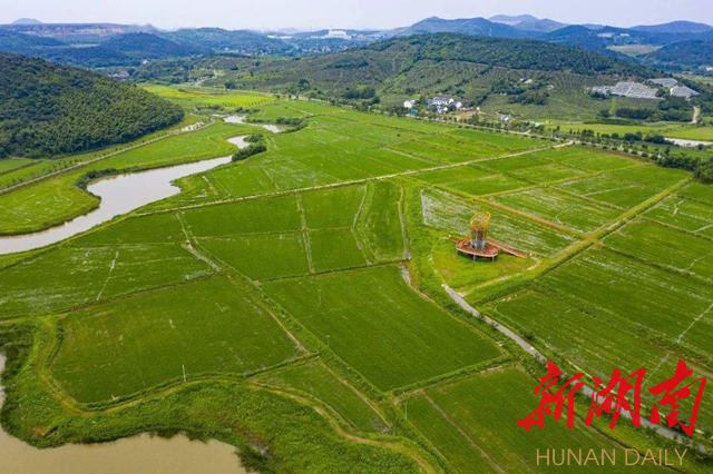 春天的秧田 春天的秧田