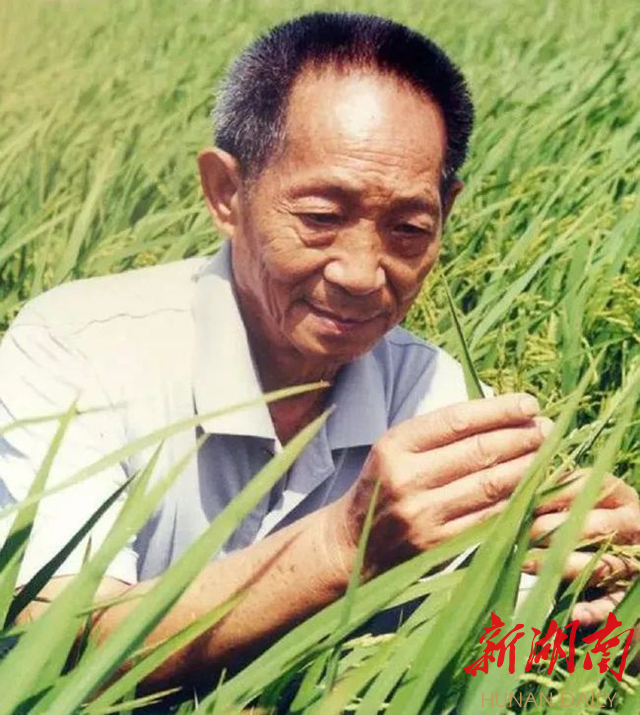 杂交水稻之父袁隆平 杂交水稻之父袁隆平