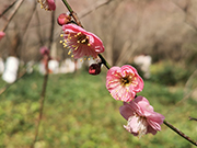 图片新闻︱正月初三，到迎丰公园赏梅花去