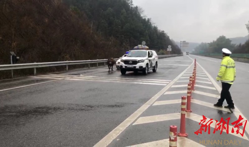 交警、路产人员合力驱离黄牛下高速。