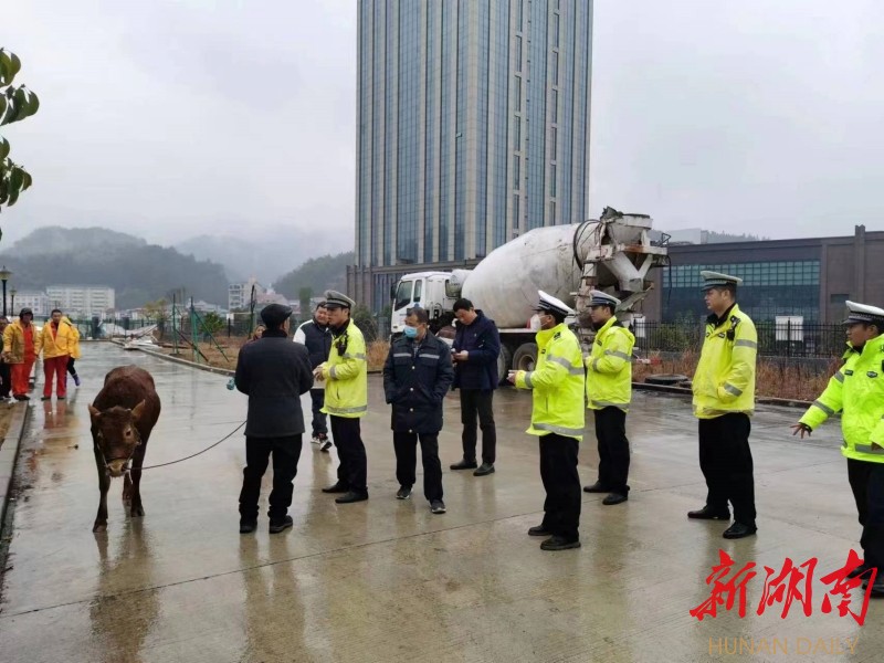 村民认领丢失的黄牛。