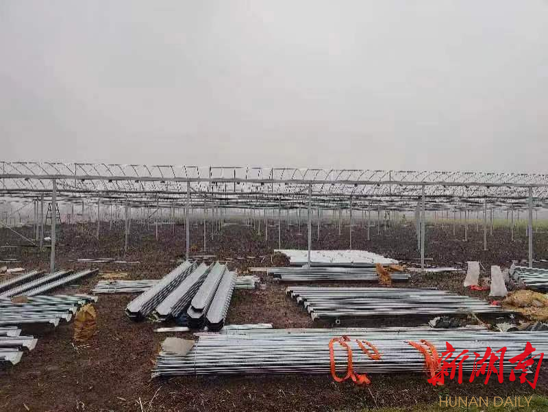 “四季蔬菜”合作社连栋育秧大棚建设现场。曾腊春 摄