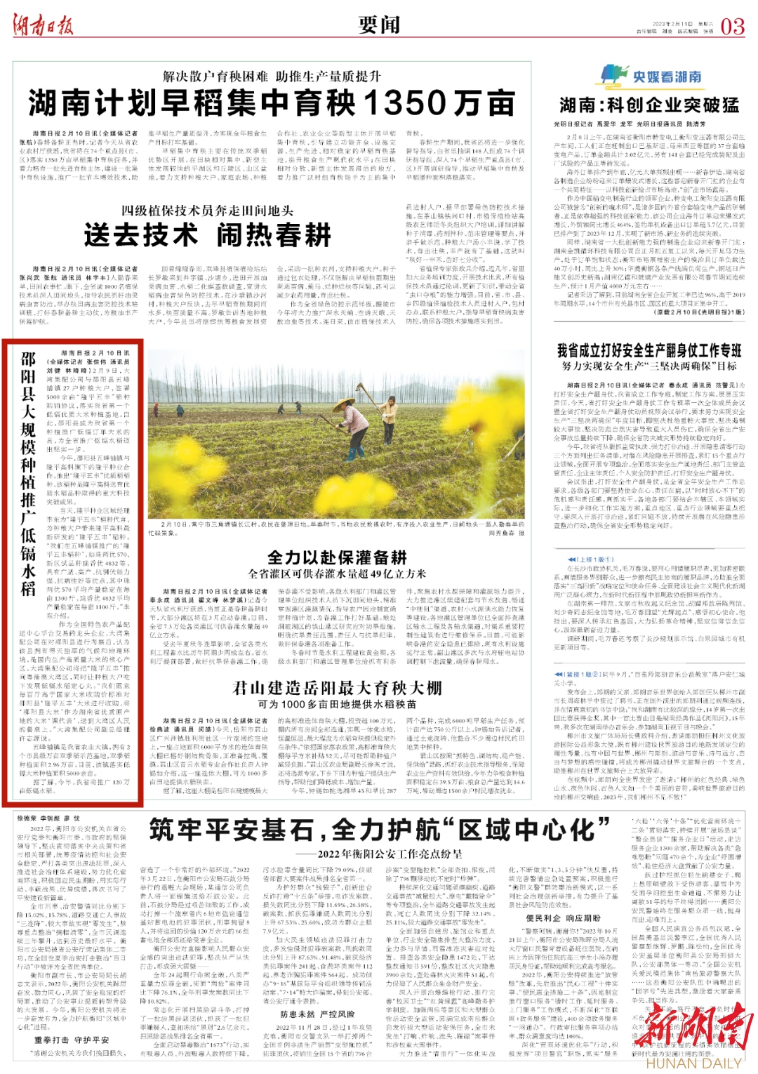 邵阳县大规模种植推广低镉水稻