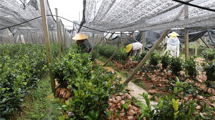 民生|道县：栽种油茶苗 为乡村振兴添“油”加绿