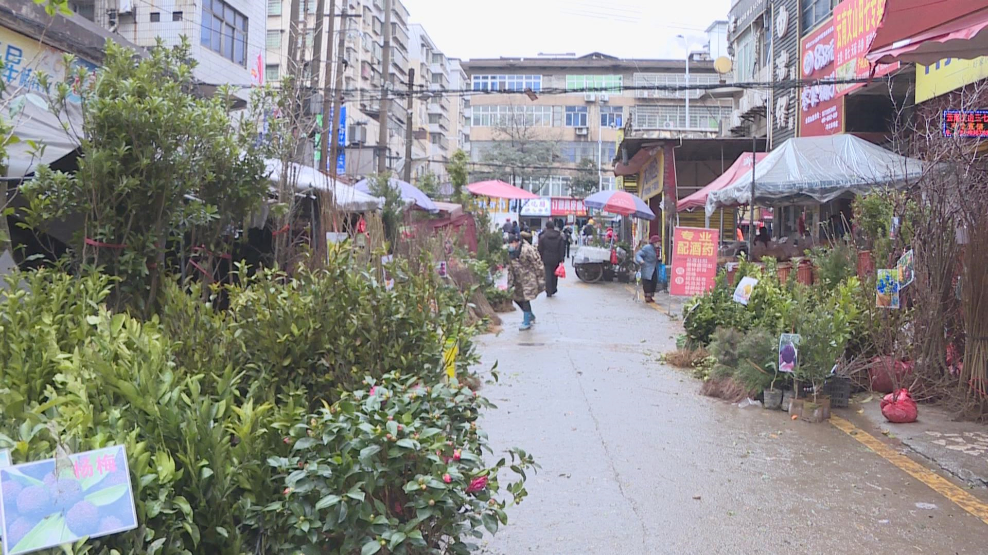 春回大地 冷水江苗木市場人氣旺