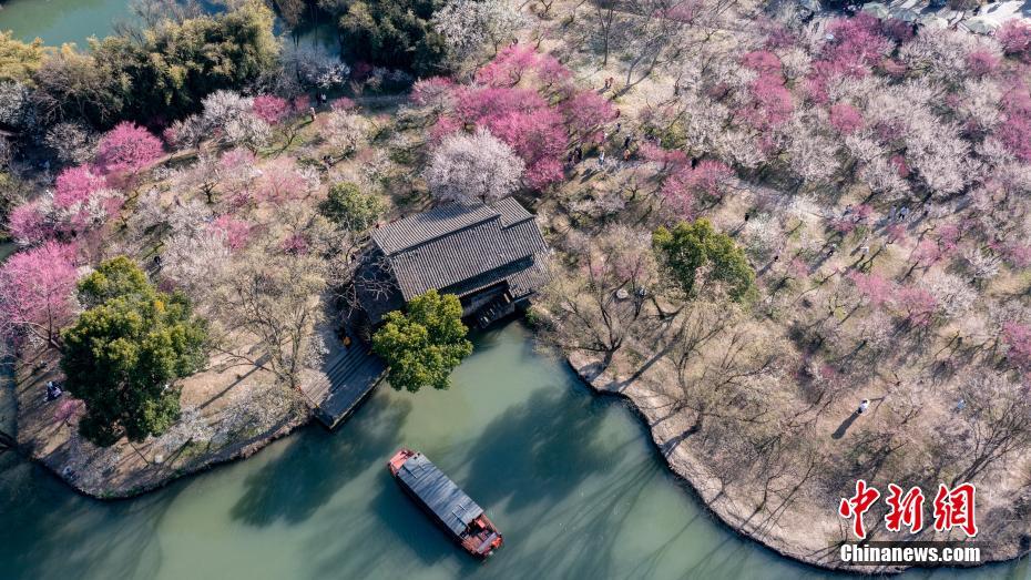 杭州：西溪濕地2萬株梅花競相綻放