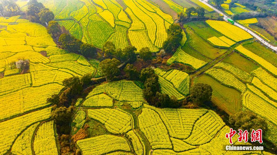 江西万安田园金色油菜花盛开 春日风景美如画