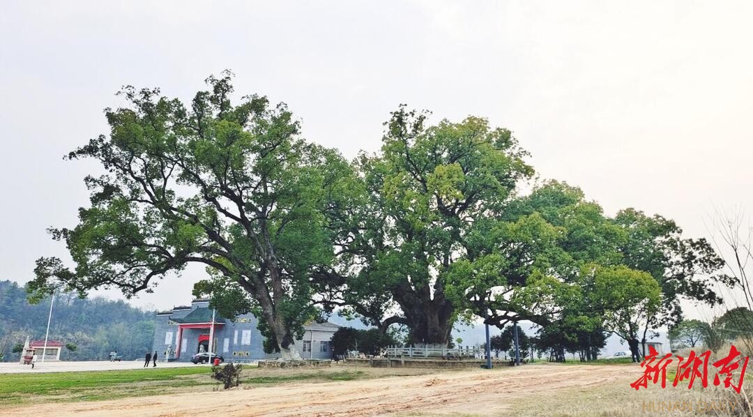 委员微建议 救活古樟树 - 岳阳 - 新湖南