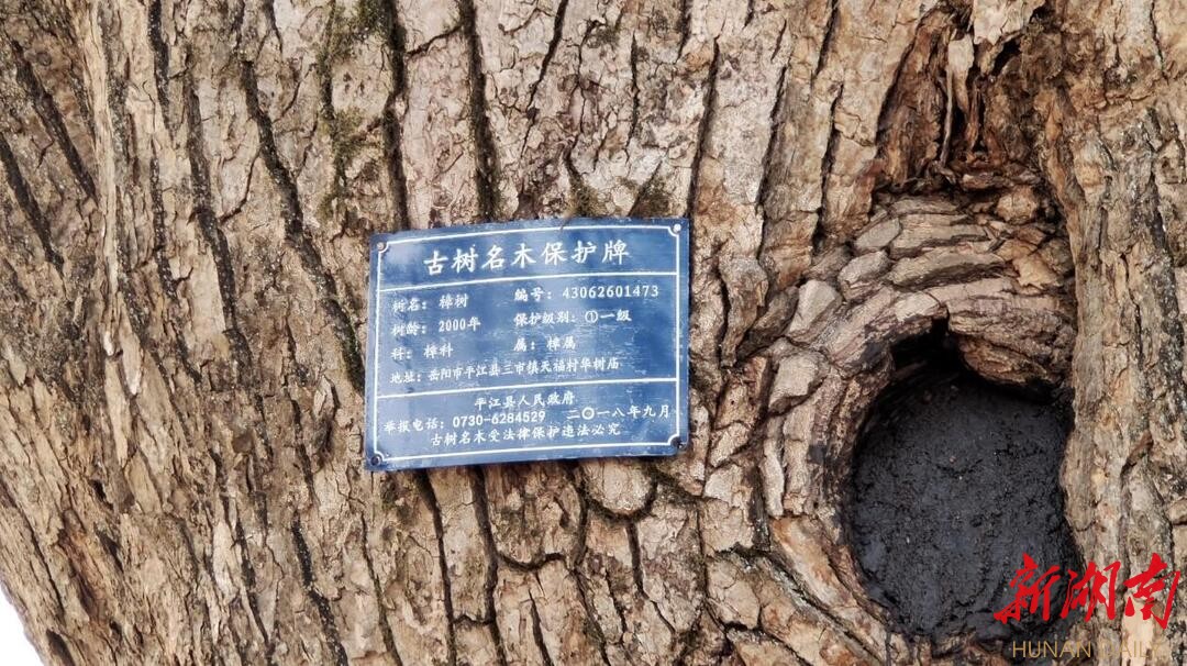 委员微建议 救活古樟树 - 岳阳 - 新湖南
