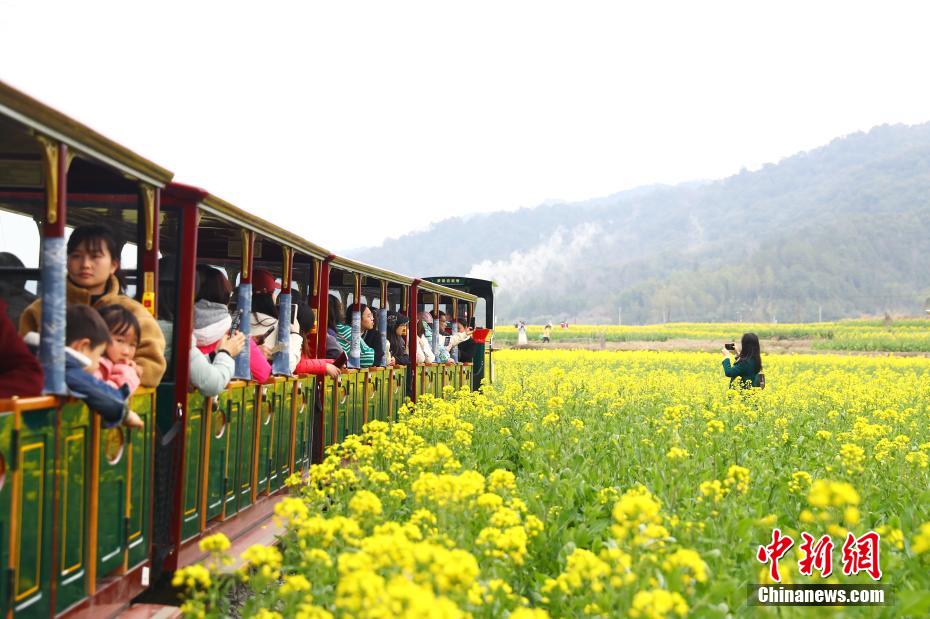 江西婺源：游客乘“開往春天的小火車”賞油菜花