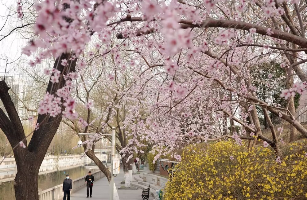 收藏！一图看懂北京今年春季公园赏花时间表