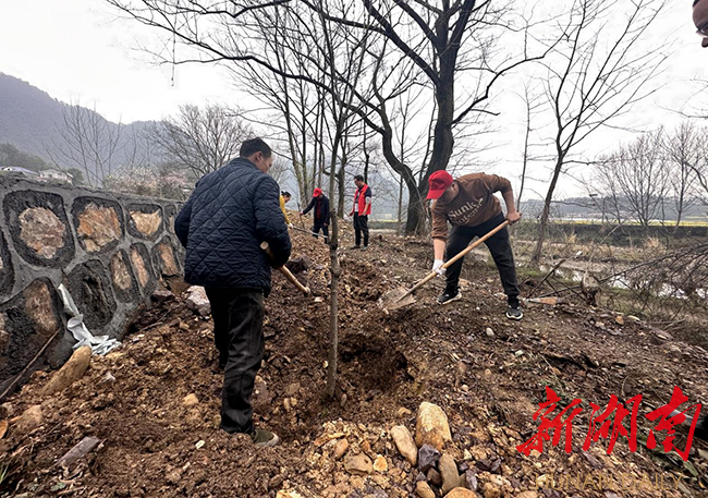 【植新绿 寓希望】沅陵马底驿乡：践行绿色发展观 共植民族“同心树” 沅陵 新湖南