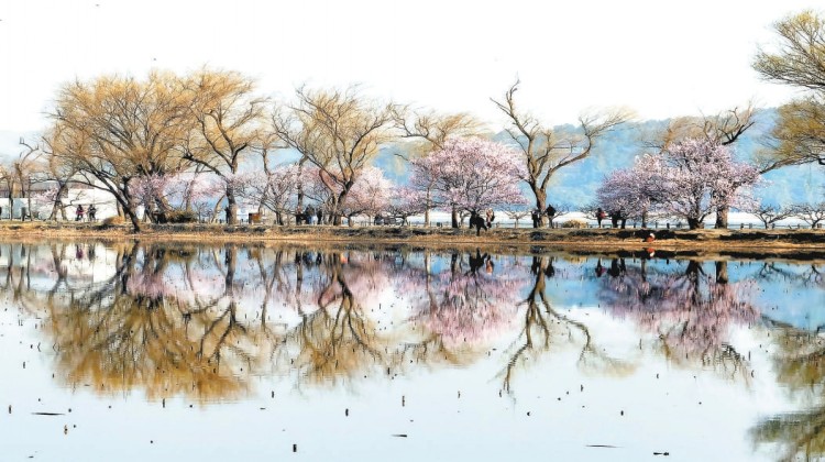 颐和园西堤“桃花源”宛若画中游